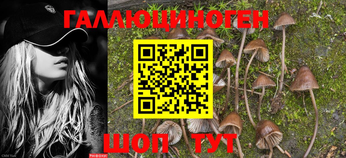 Псилоцибиновые грибы Psilocybe  Вход с VPN  Мыски  Галлюциногенные грибы прущие грибы 